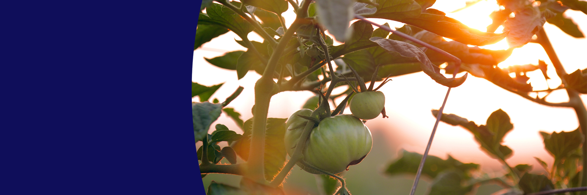 01_home_slider Tomato